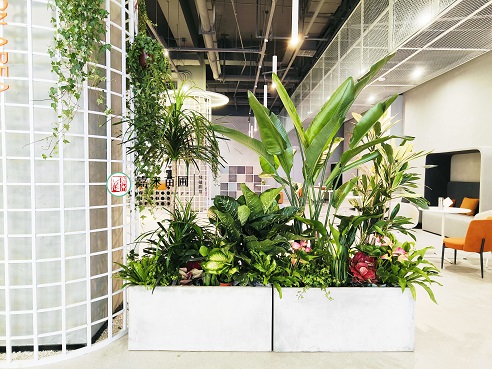 西安綠植租賃公司|西安嘉禾苗圃