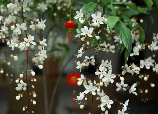 西安花卉租賃推薦：西安嘉禾苗圃