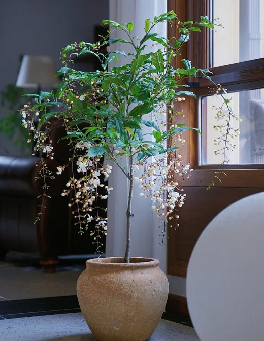 垂絲茉莉養(yǎng)護方法：西安嘉禾苗圃