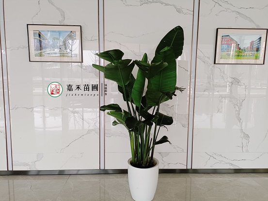 西安花卉租賃案例|西安嘉禾苗圃