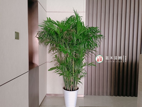 西安花卉租賃圖片|西安嘉禾苗圃