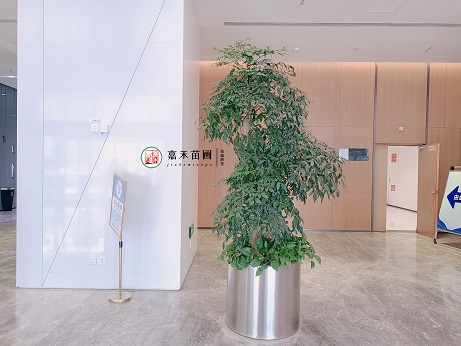 西安綠植租擺公司|西安嘉禾苗圃