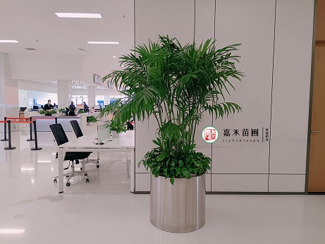 綠植租擺公司電話|15202909185西安嘉禾苗圃