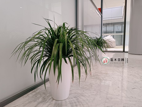 綠植租擺公司圖片|西安嘉禾苗圃