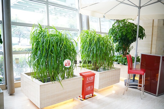 西安綠植租賃|西安嘉禾苗圃