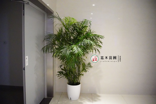 西安綠植租擺公司|西安嘉禾苗圃