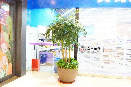 西安綠植租賃公司|西安嘉禾苗圃