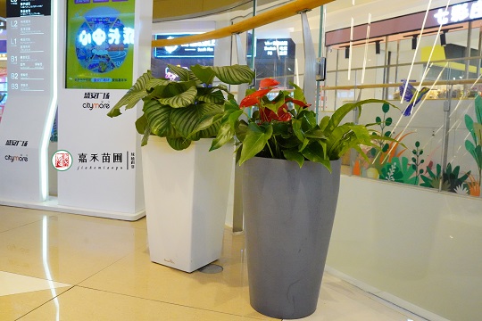 西安綠植租擺價格|15202909185西安嘉禾苗圃