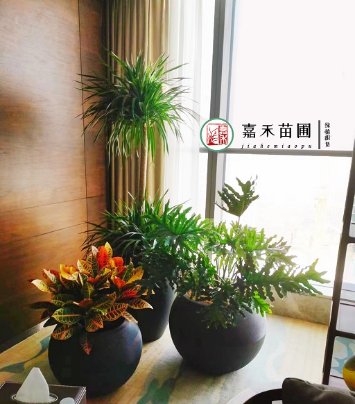 西安綠植租擺春羽的養(yǎng)護(hù)方法|西安嘉禾苗圃