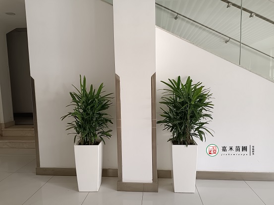 長安醫(yī)院綠植租擺公司|西安嘉禾苗圃