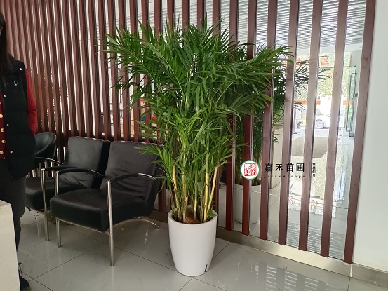 西安綠植租賃公司|西安嘉禾苗圃