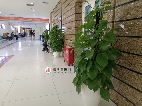 西安綠植租賃案例|西安嘉禾苗圃