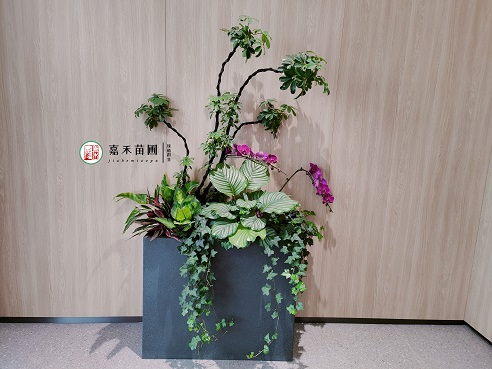 西安薈聚綠植租賃案例|西安嘉禾苗圃