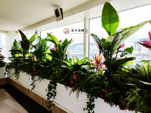 西安薈聚綠植租賃電話(huà)|15202909185西安嘉禾苗圃