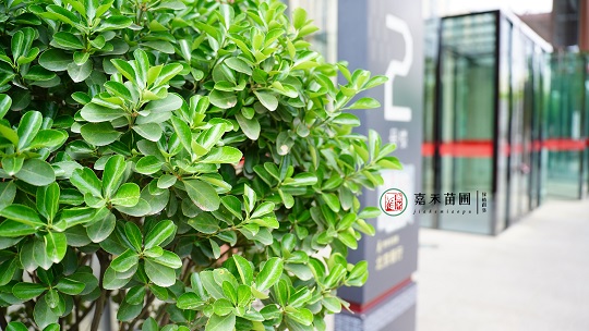 西安綠植租賃公司|西安嘉禾苗圃