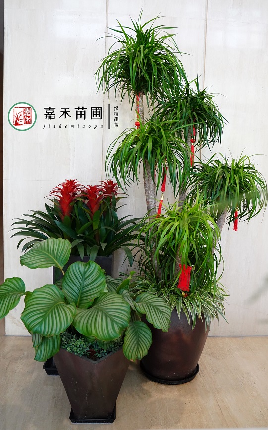 西安綠植租賃電話|15202909185西安嘉禾苗圃