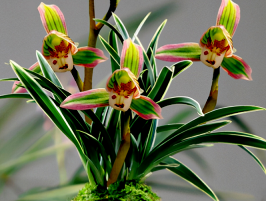 蘭花的養(yǎng)護方法|西安嘉禾苗圃