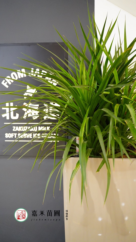 西安綠植租賃公司|西安嘉禾苗圃