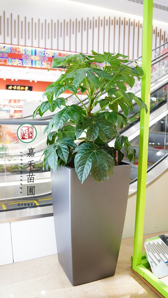 西安綠植租賃案例|西安嘉禾苗圃