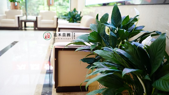 辦公綠植租賃指南|西安嘉禾苗圃