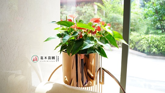 辦公綠植租賃電話|15202909185西安嘉禾苗圃