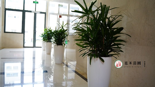 辦公綠植租賃價(jià)格|西安嘉禾苗圃