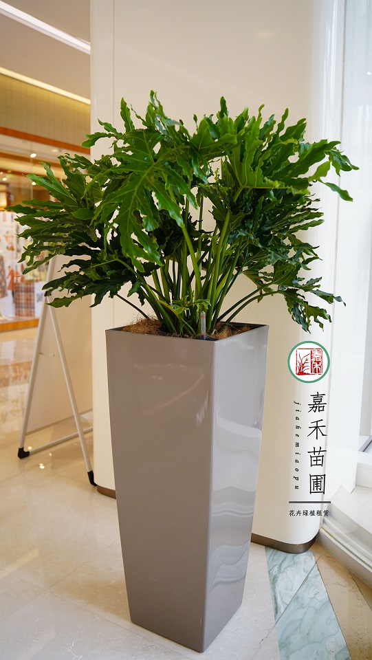 西安綠植租賃公司：西安嘉禾苗圃