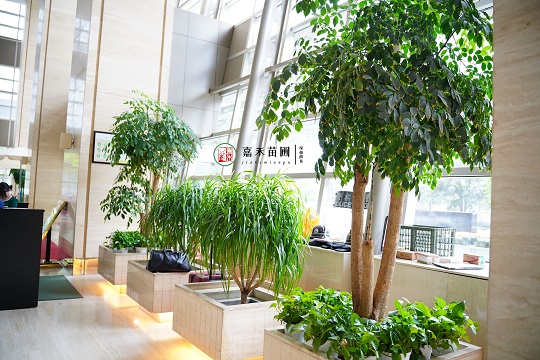 空間花卉租擺設(shè)計(jì)|西安嘉禾苗圃