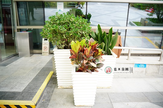 西安花卉租擺公司|西安嘉禾苗圃