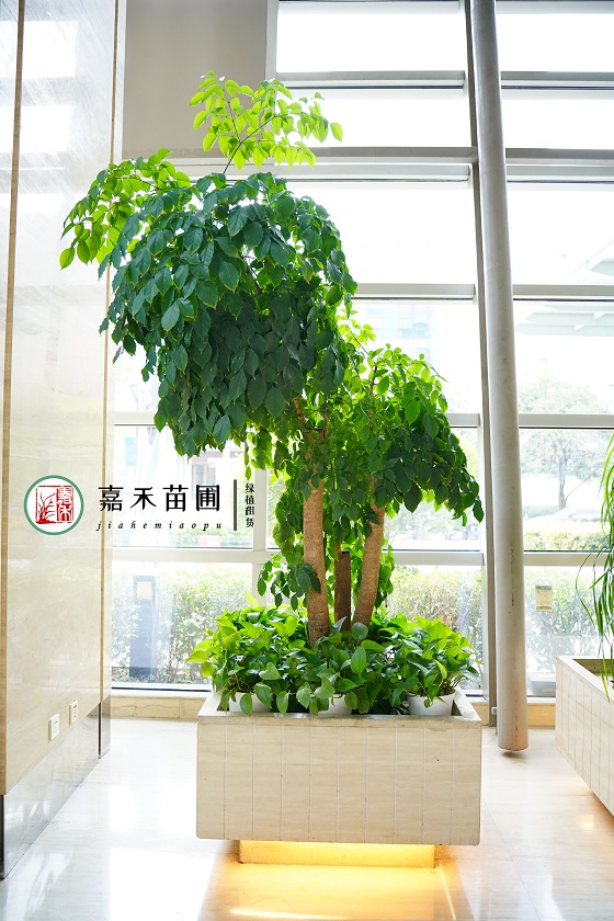 西安花卉租擺價(jià)格|西安嘉禾苗圃