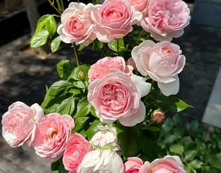 月季花的養(yǎng)護(hù)方法|西安嘉禾苗圃