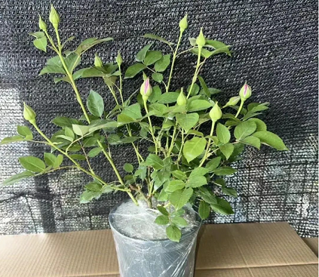 月季花的租賃養(yǎng)護(hù)|西安嘉禾苗圃