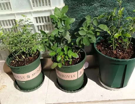 西安月季植物租賃|西安嘉禾苗圃