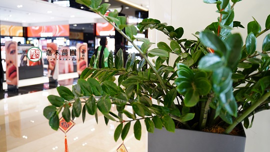 西安綠植租擺空間設(shè)計(jì)|西安嘉禾苗圃