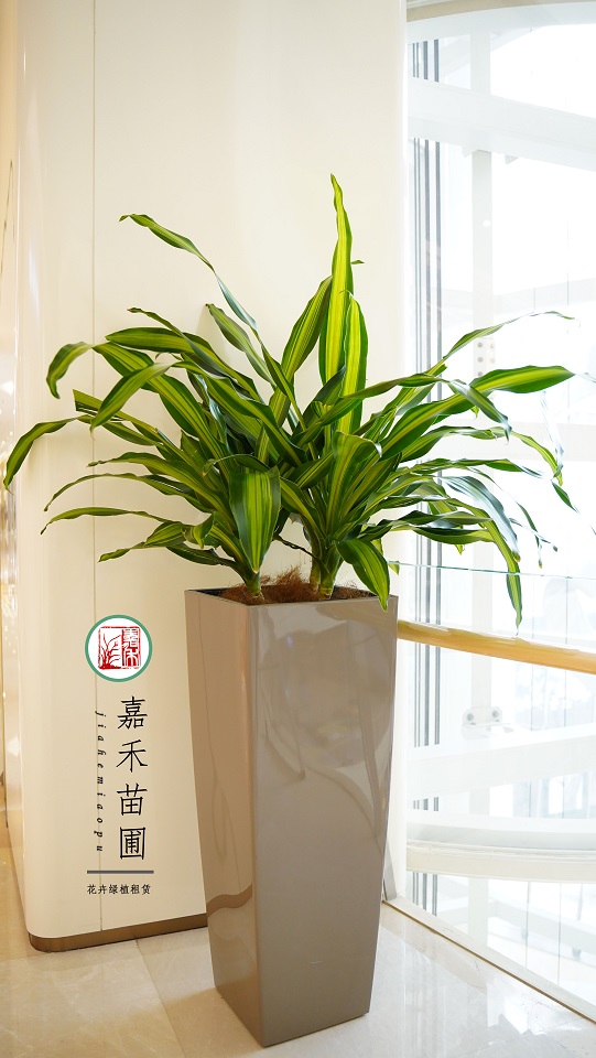 寫(xiě)字樓綠植租擺|西安嘉禾苗圃