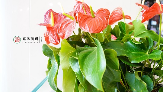 夏天花卉養(yǎng)護|西安嘉禾苗圃