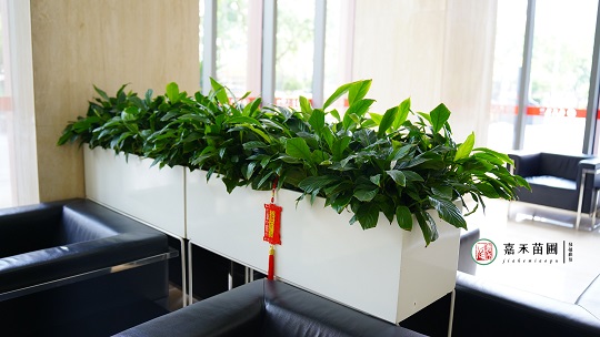 花藝綠植租賃|西安嘉禾苗圃