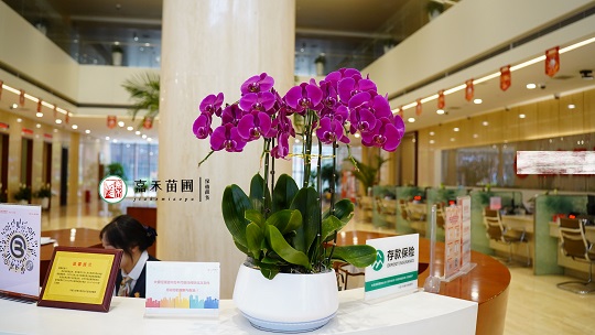 綠植租賃公司|西安嘉禾苗圃