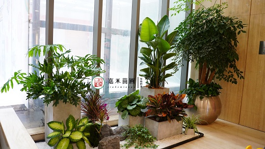 花卉綠植租賃價(jià)格|西安嘉禾苗圃