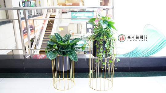 西安綠植租賃案例|西安嘉禾苗圃