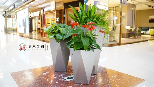 西安綠植租賃公司|西安嘉禾苗圃