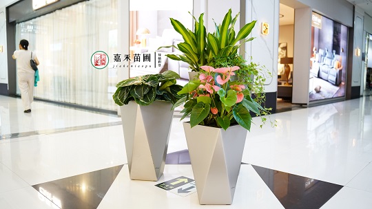 創(chuàng)意綠植租賃設(shè)計|西安嘉禾苗圃