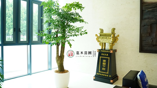 綠植租擺設(shè)計(jì)|西安嘉禾苗圃