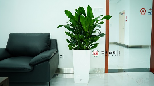 辦公室綠植租擺|西安嘉禾苗圃
