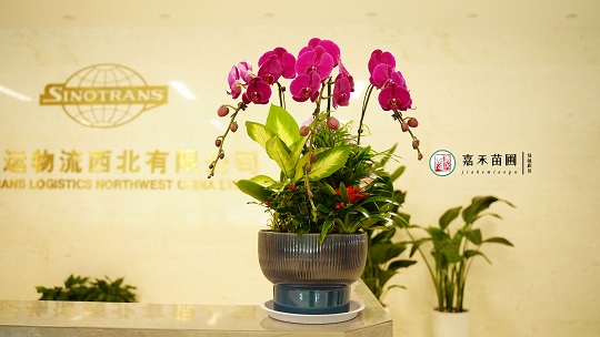 辦公室綠植租擺裝飾|西安嘉禾苗圃