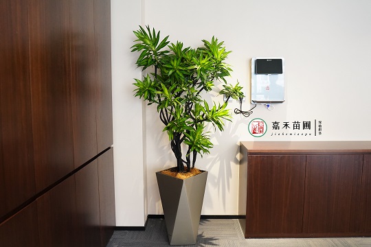 綠植租賃設計公司|西安嘉禾苗圃