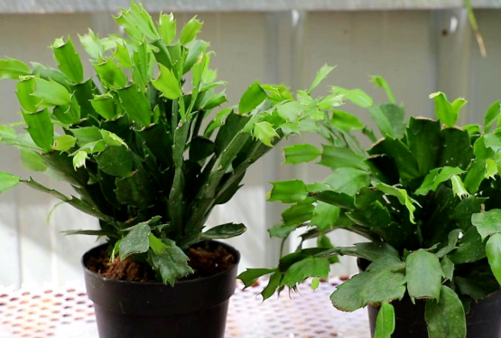 夏天花卉綠植養(yǎng)護|西安嘉禾苗圃