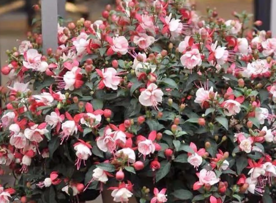 高溫花卉綠植養(yǎng)護|西安嘉禾苗圃