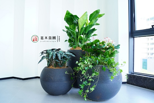 西安綠植租賃花堆組合|西安嘉禾苗圃