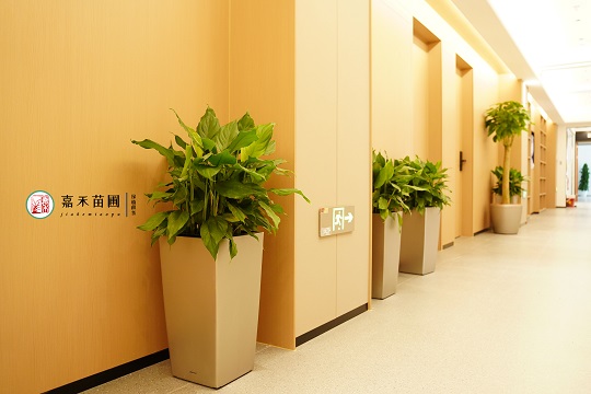 西安辦公室走廊綠植租賃|西安嘉禾苗圃